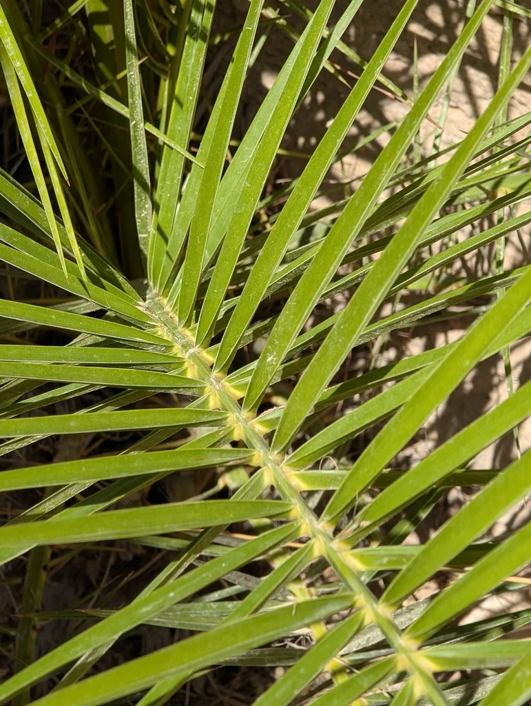 Phoenix Dactylifera