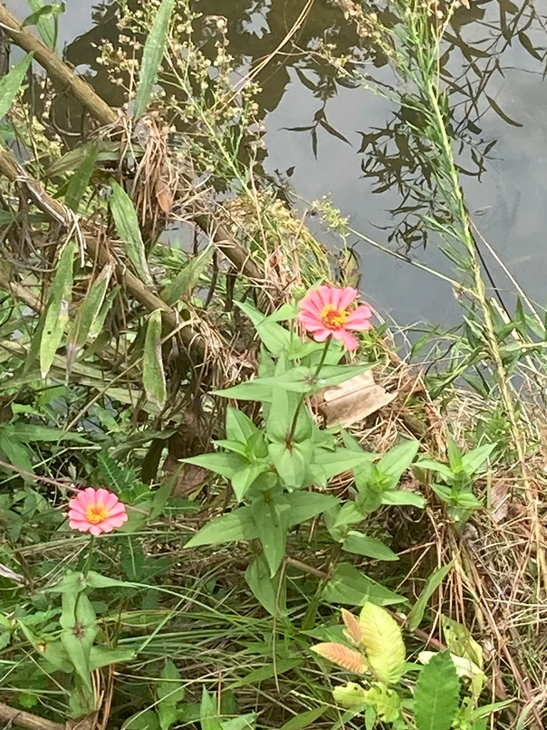 Zinnia Elegans