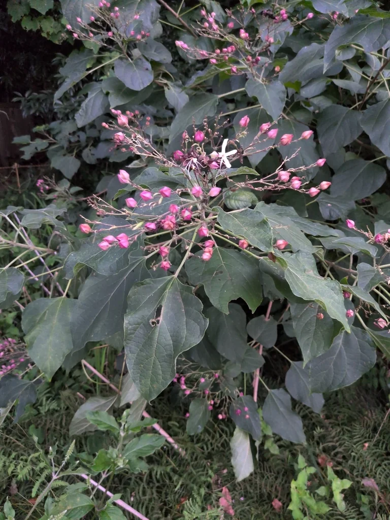 Clerodendrum Trichotomum