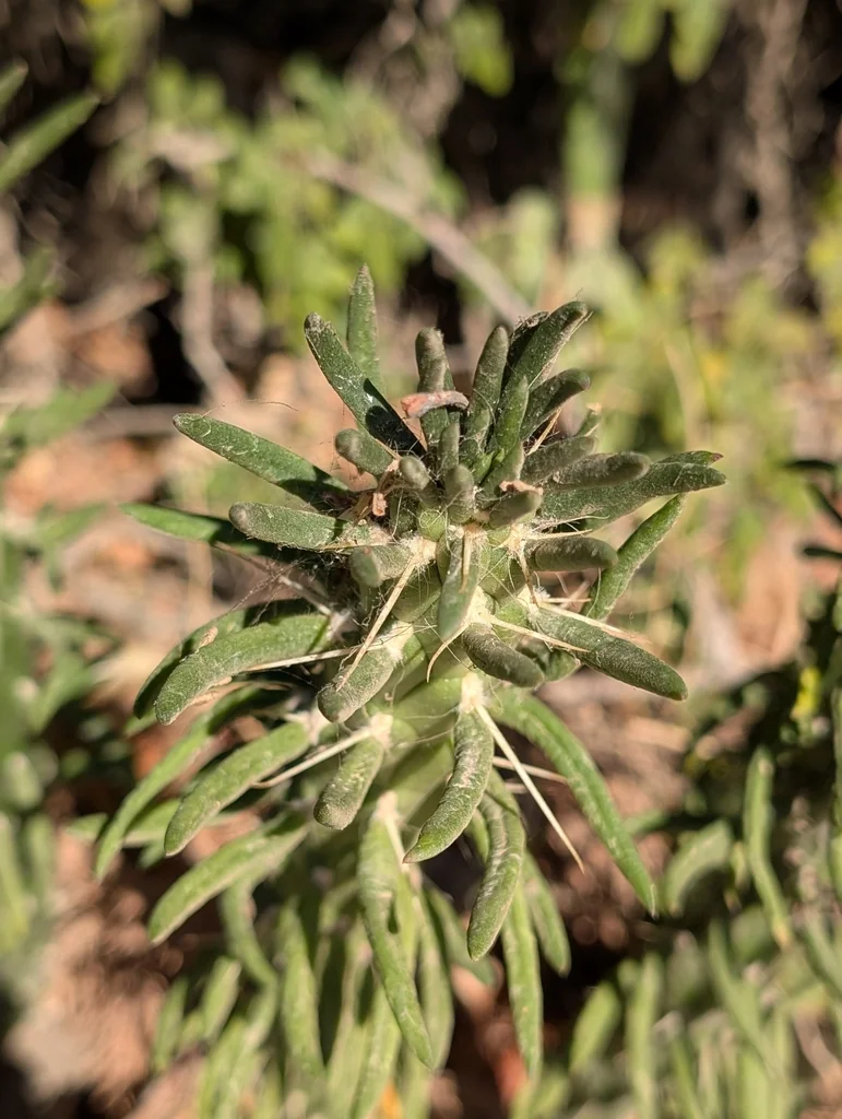 Opuntia Subulata