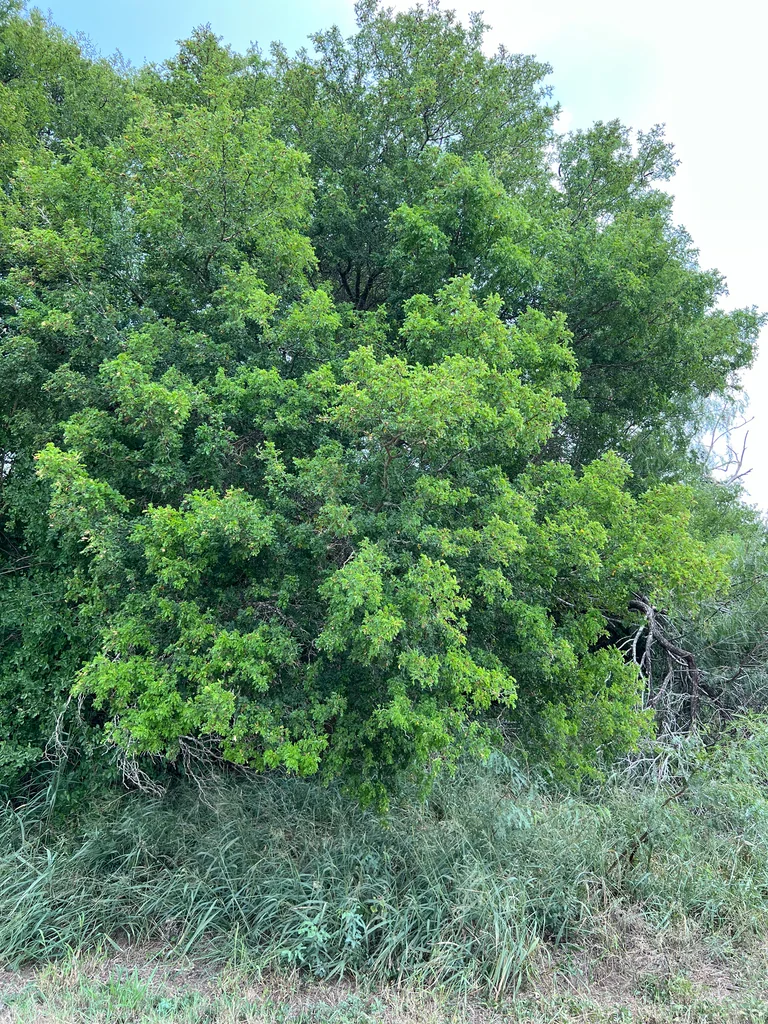 Ebenopsis Ebano