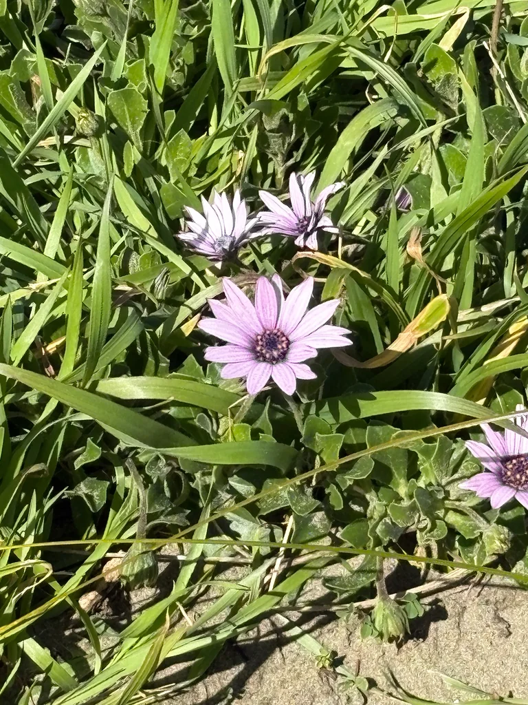 Osteospermum Fruticosum