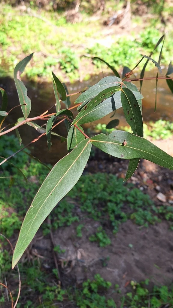 Eucalyptus Viminalis