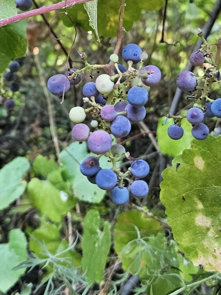 Vitis Californica