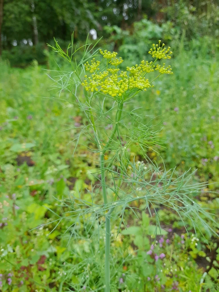 Anethum Graveolens