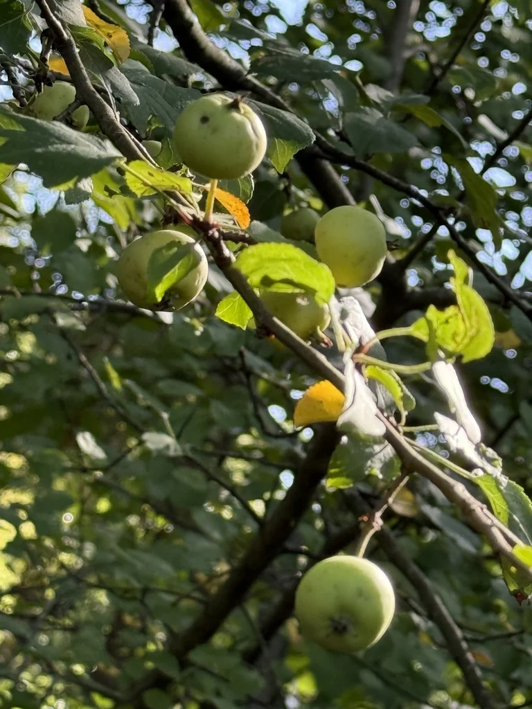 Malus Sylvestris