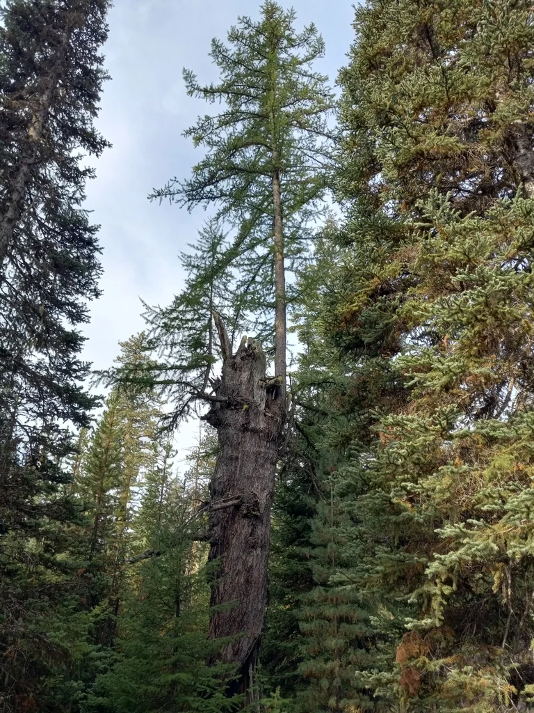 Larix Occidentalis