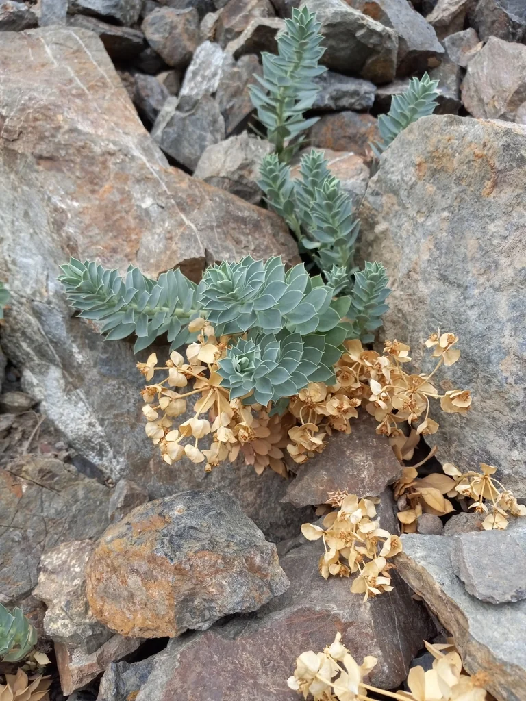 Euphorbia Myrsinites