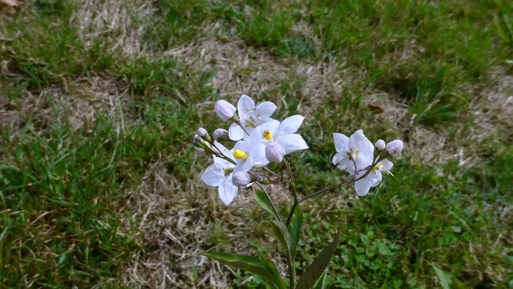 Solanum Laxum