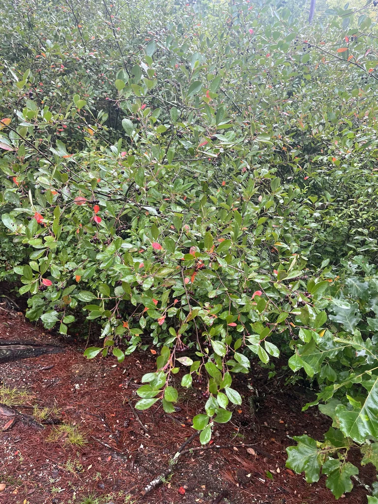 Aronia melanocarpa