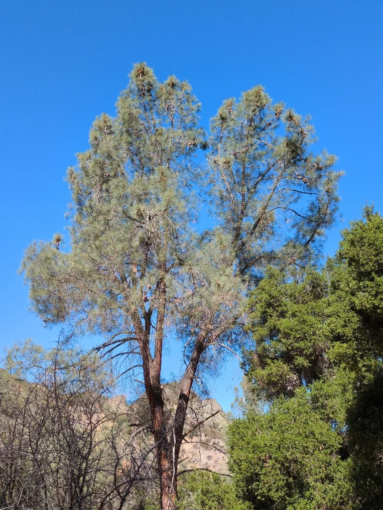 Pinus Sabiniana