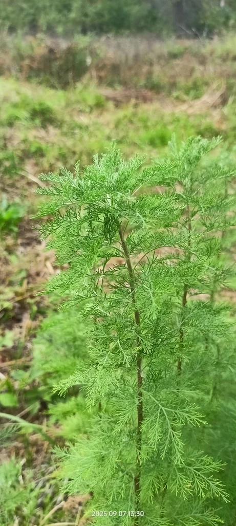 Artemisia Abrotanum