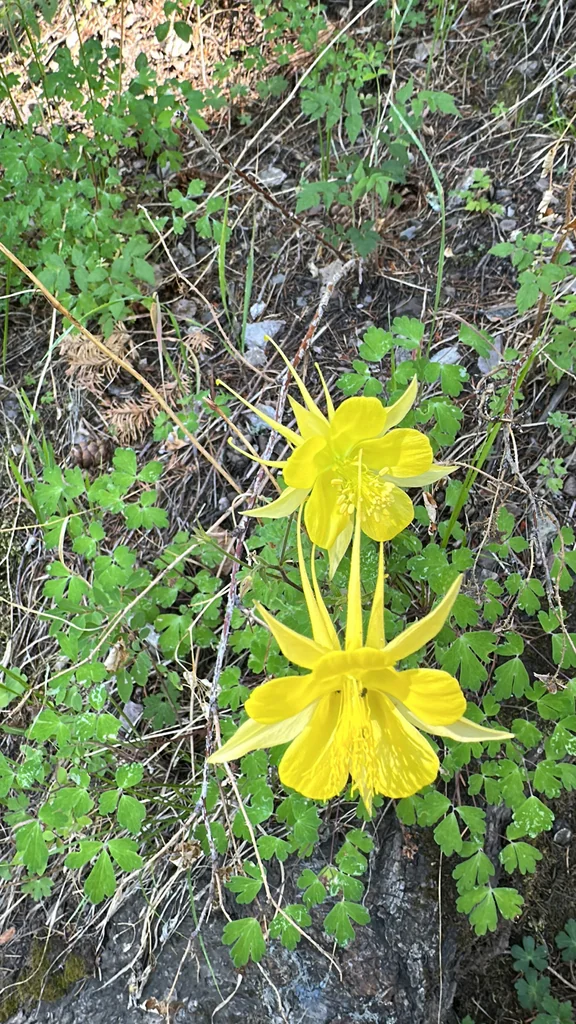 Aquilegia Chrysantha
