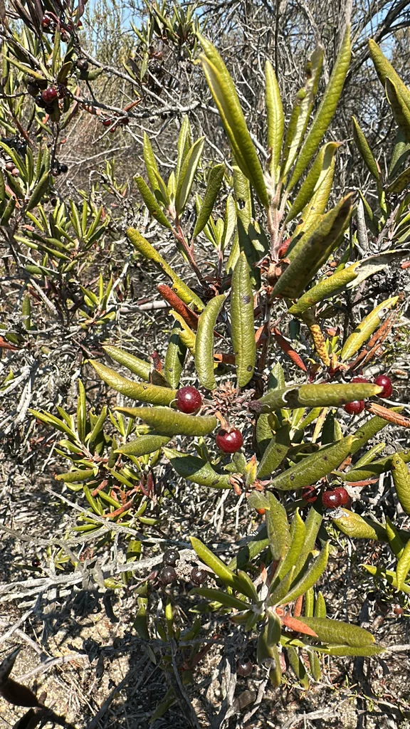 Xylococcus bicolor