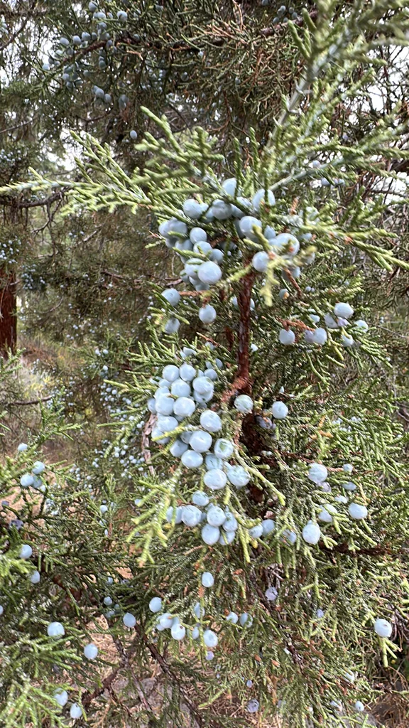 Juniperus Occidentalis