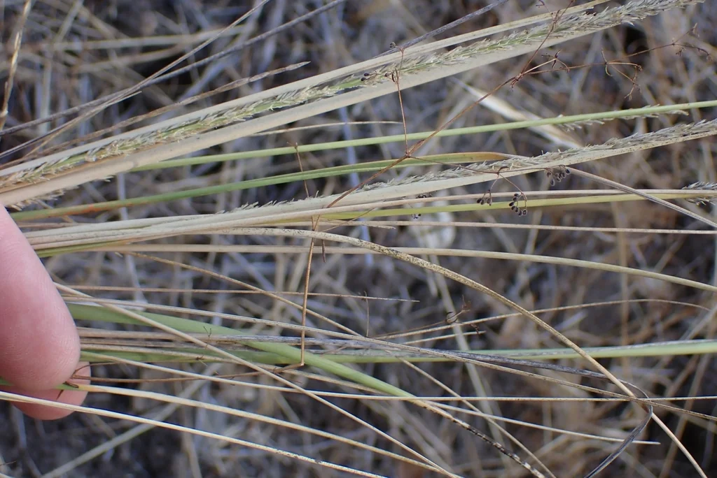 Muhlenbergia Rigens