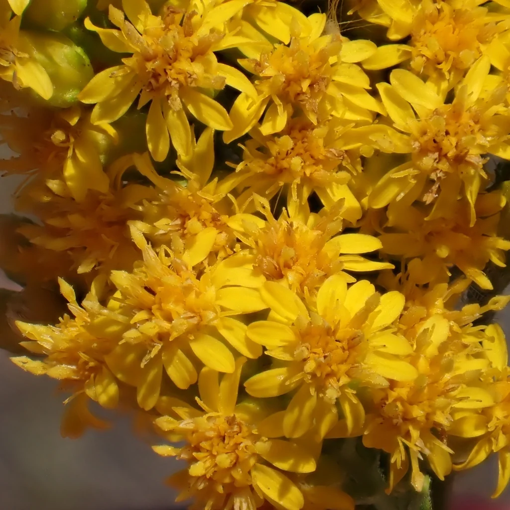 Solidago Californica