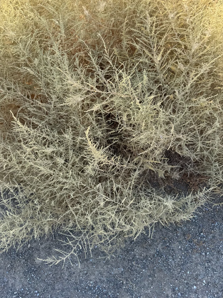 Atriplex Polycarpa