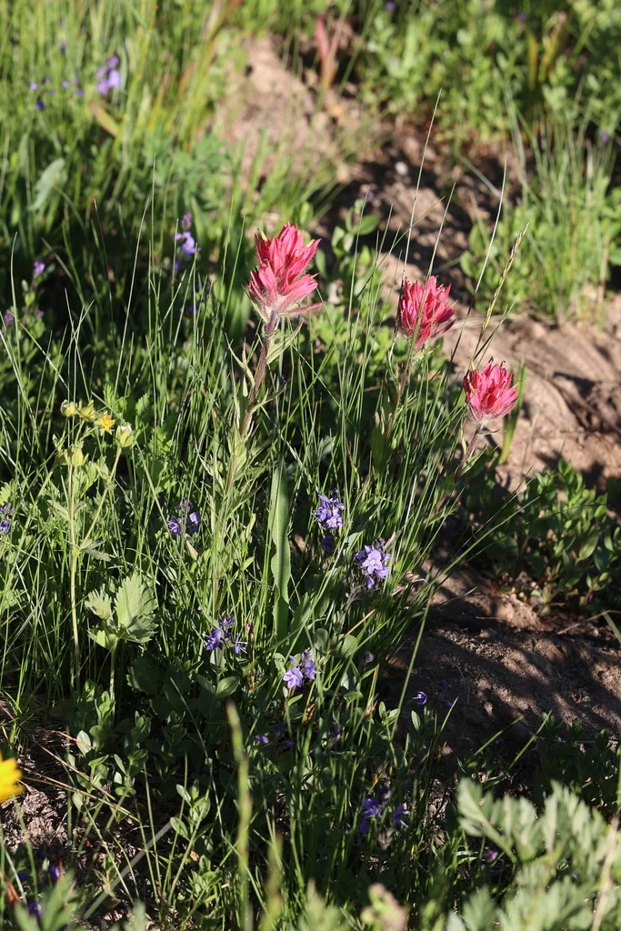 Castilleja Parviflora