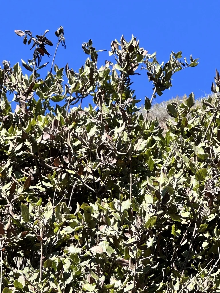 Garrya elliptica