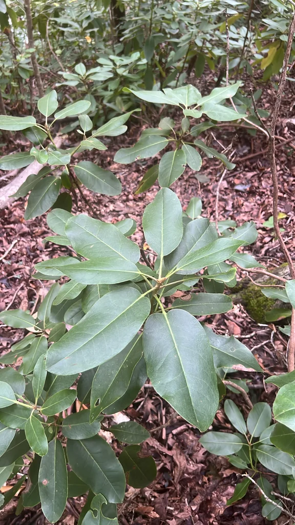 Rhododendron Catawbiense