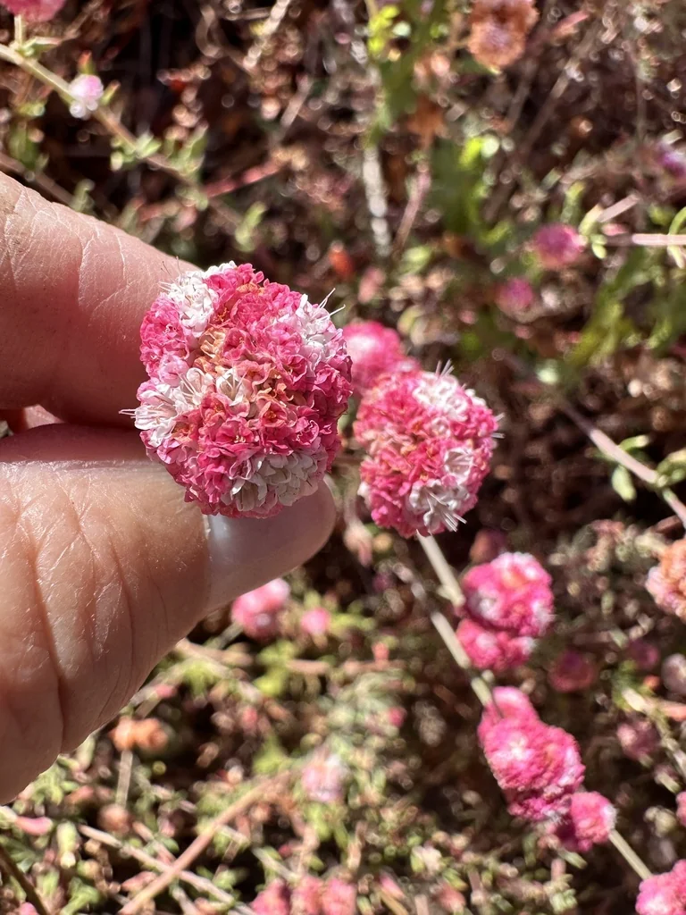 Eriogonum parvifolium