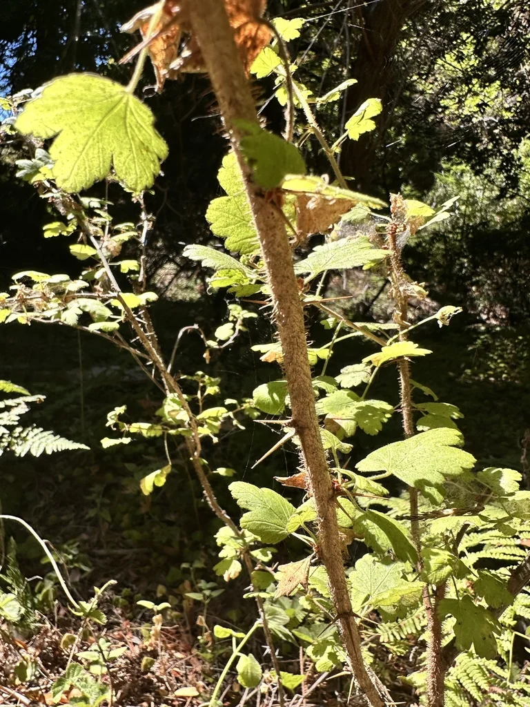 Ribes Menziesii