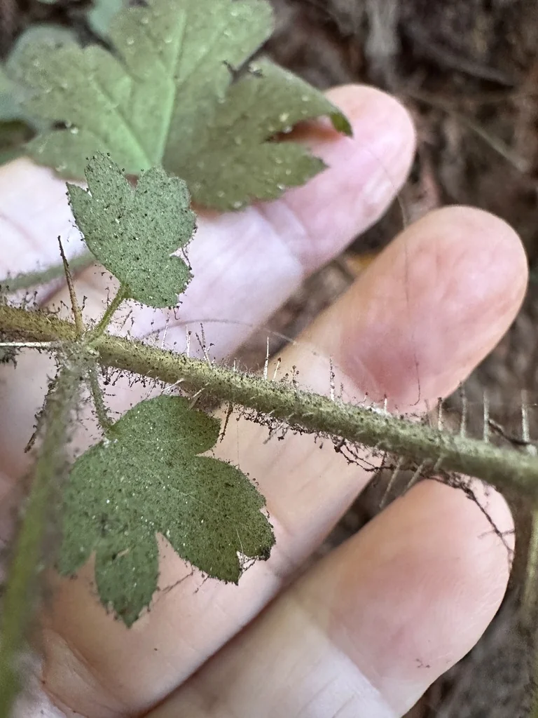 Ribes Menziesii
