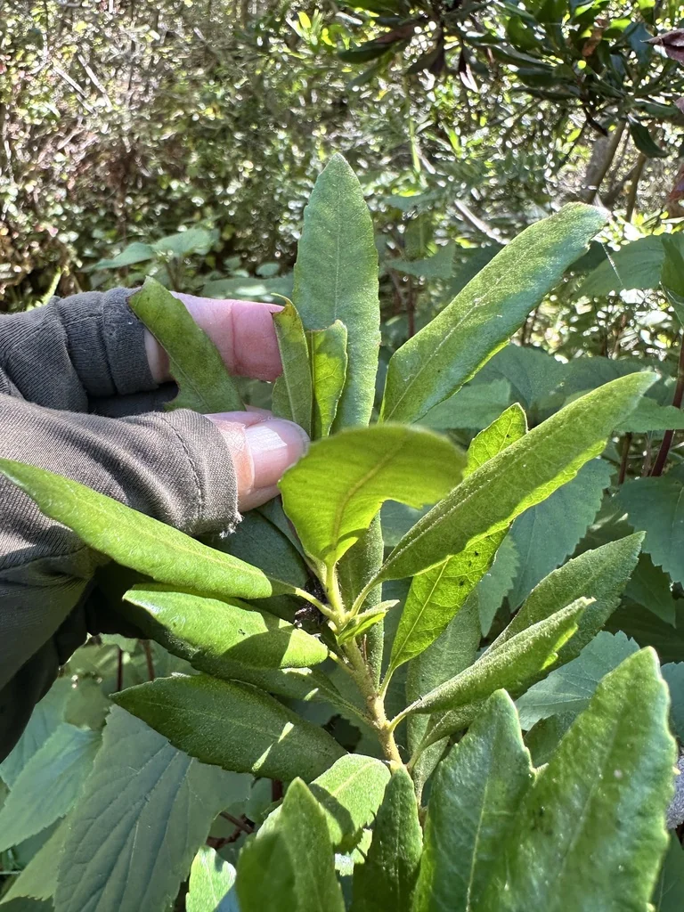 Myrica Californica