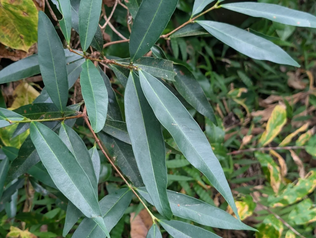 Syzygium Jambos