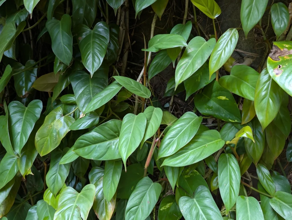 Philodendron erubescens