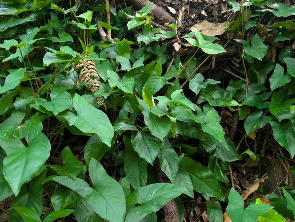 Syngonium podophyllum