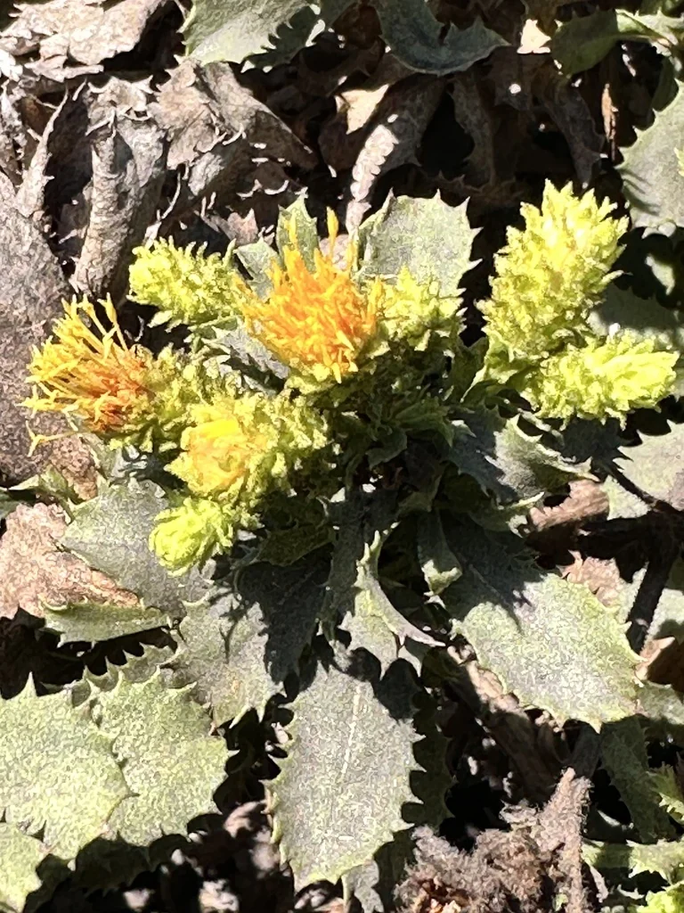 Hazardia squarrosa