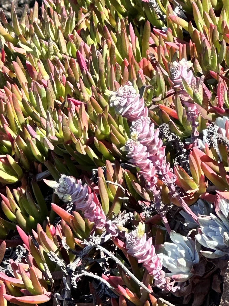 Dudleya Farinosa