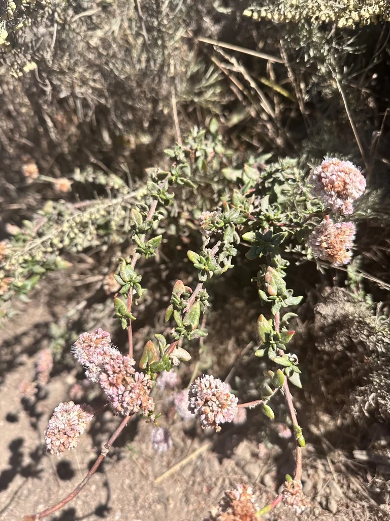 Eriogonum parvifolium
