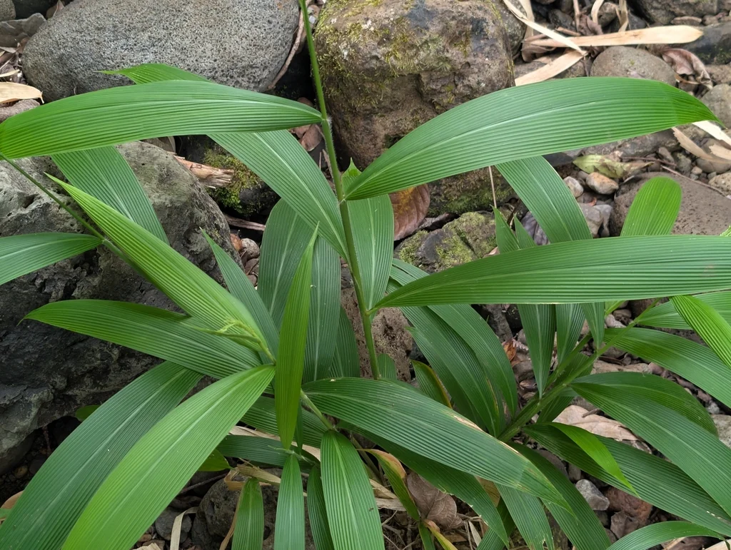 Setaria Palmifolia