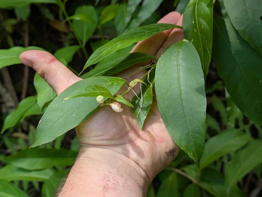 Cestrum Nocturnum
