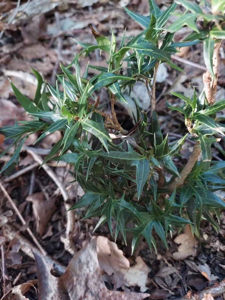 Osmanthus Heterophyllus