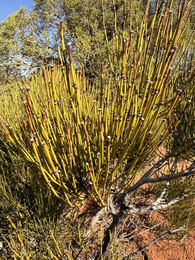 Ephedra Viridis