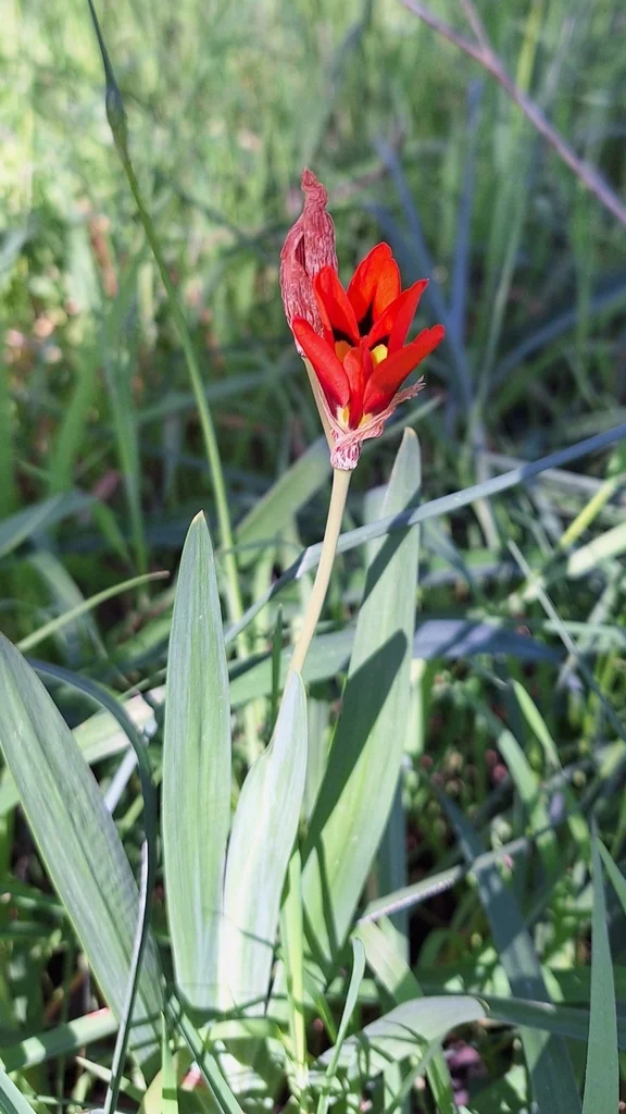 Sparaxis Tricolor