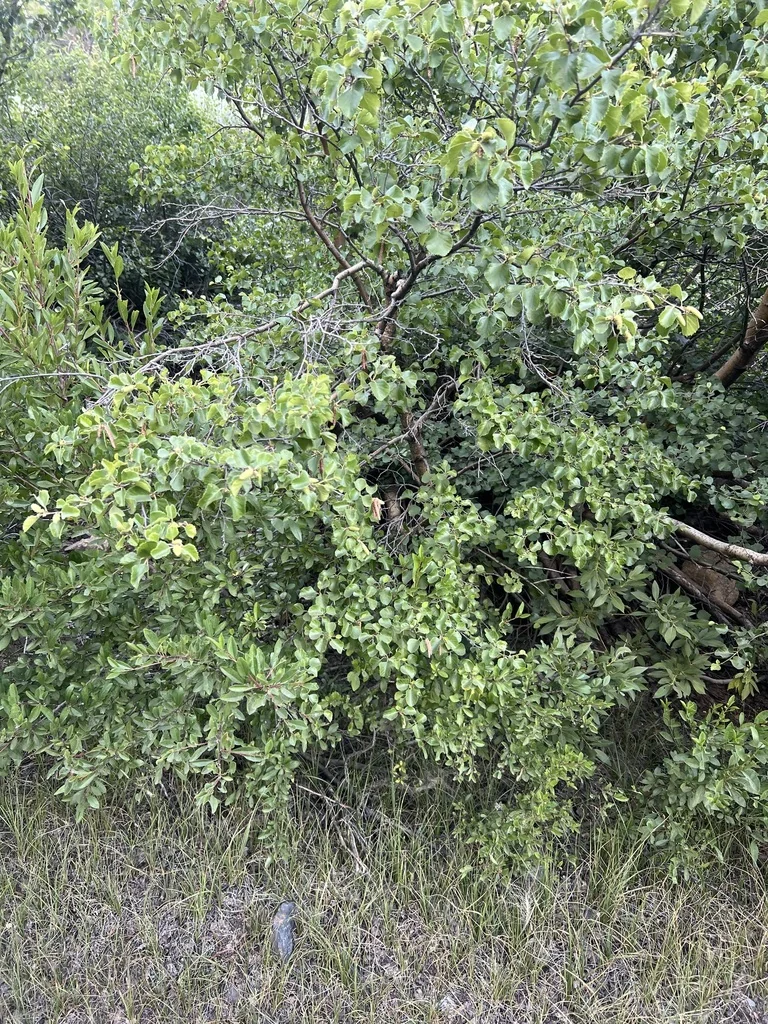 Betula Occidentalis
