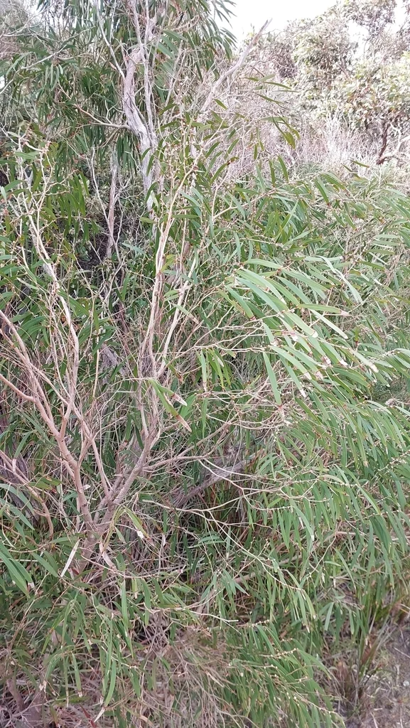 Agonis Flexuosa