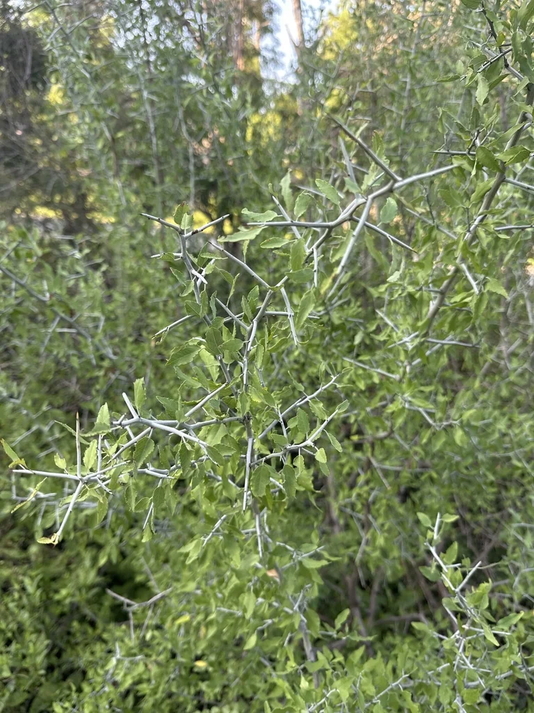 Ziziphus Obtusifolia