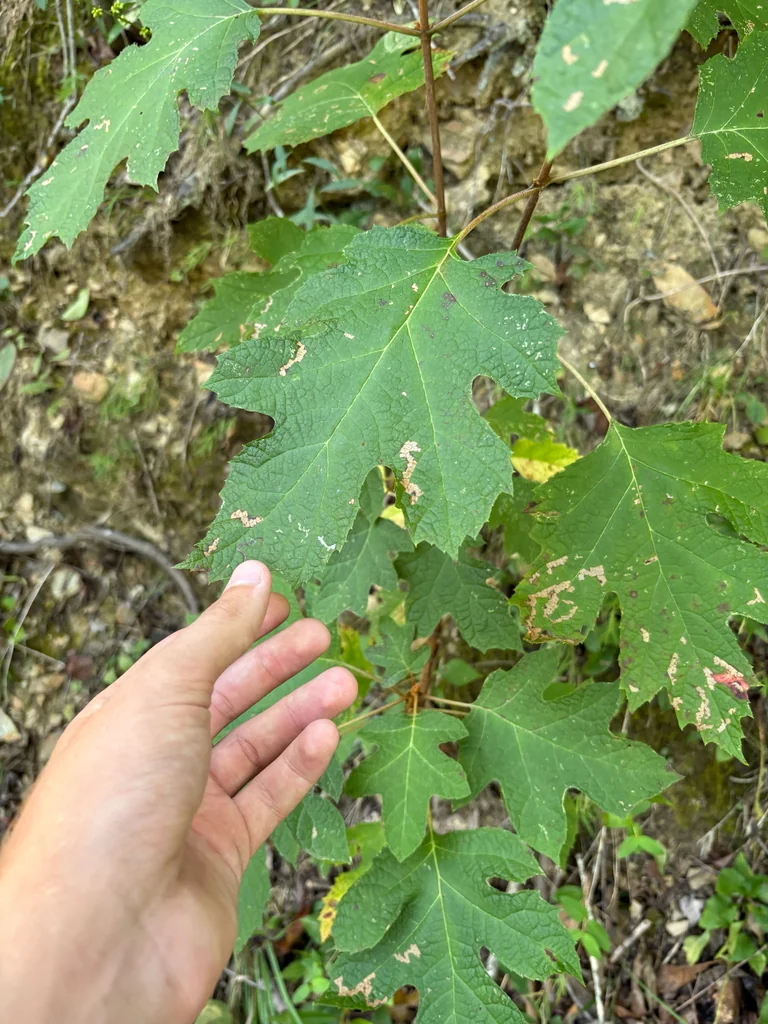 Hydrangea quercifolia