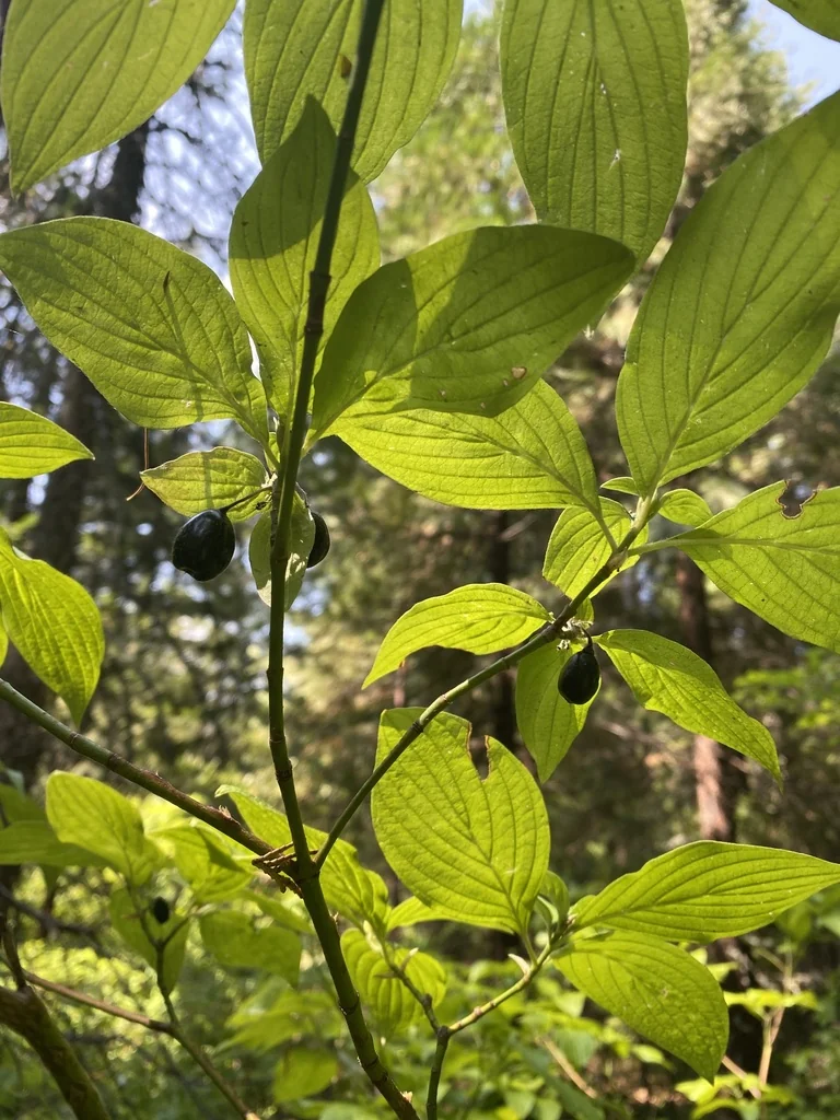 Cornus Sessilis