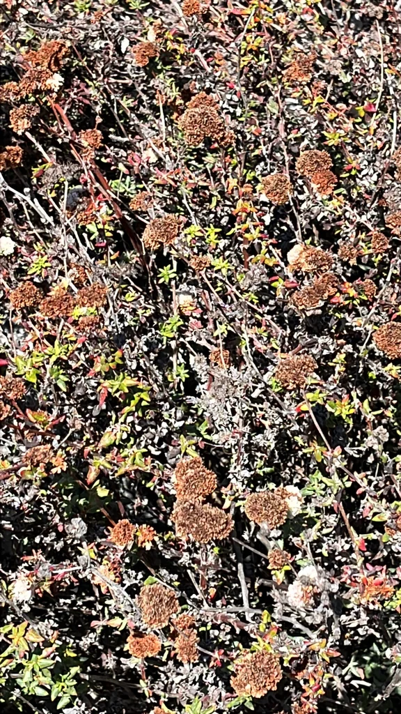 Eriogonum parvifolium