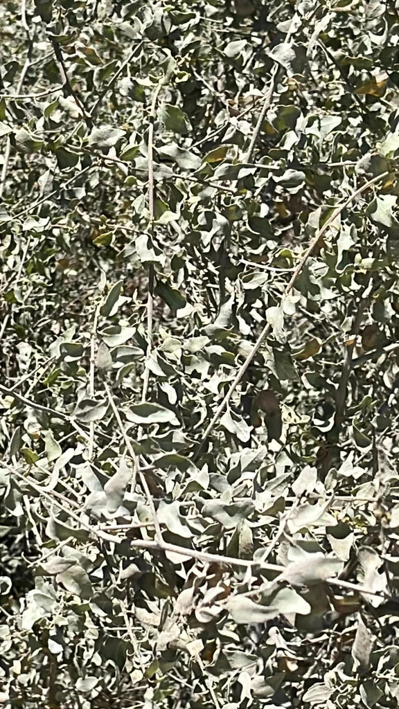 Atriplex Lentiformis