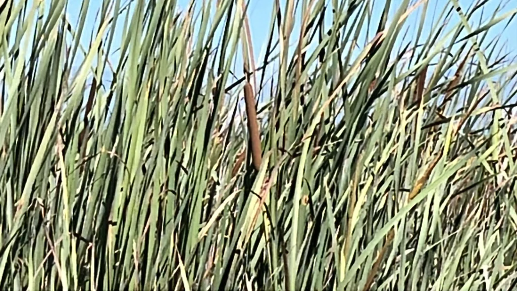Typha Domingensis