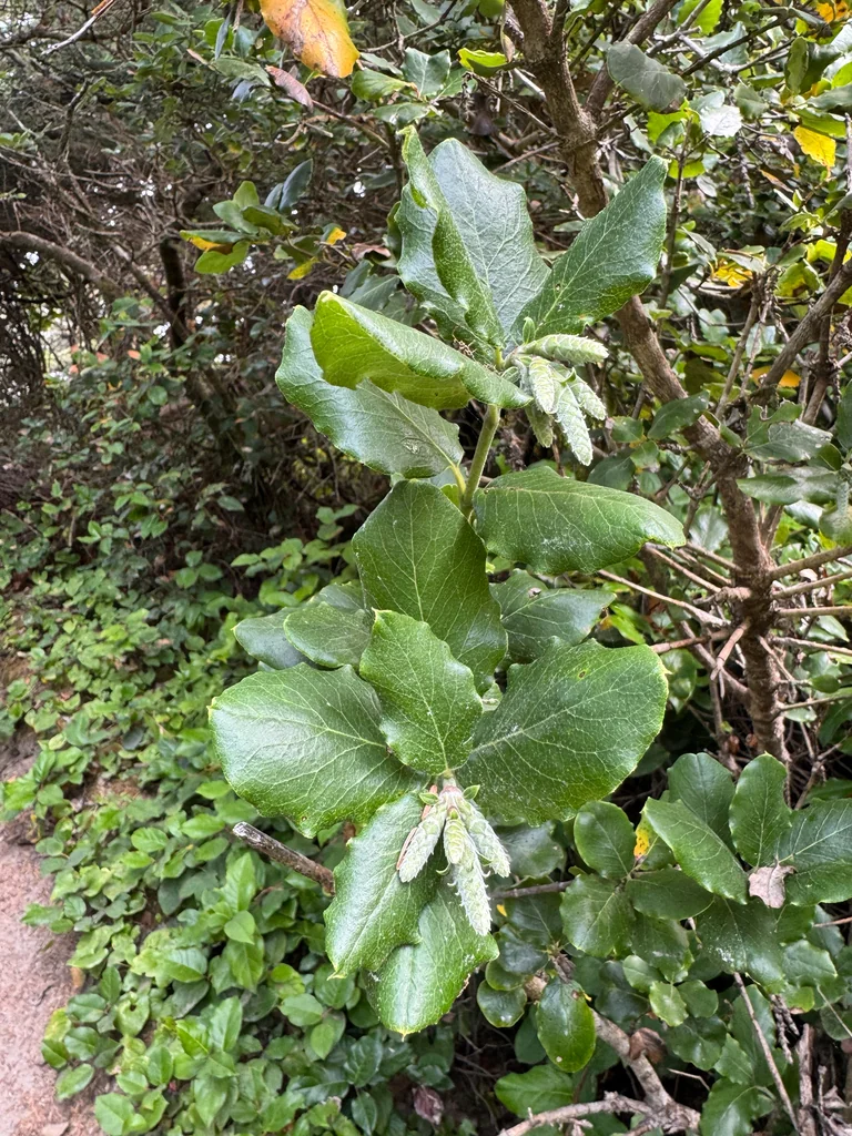 Garrya elliptica