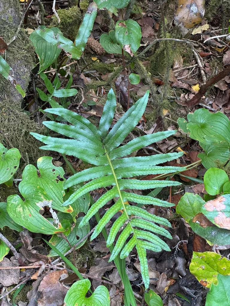 Polypodium Scouleri